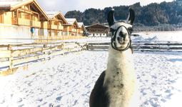 Lama Ponki hält Ausschau nach den Gästen