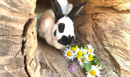 hase-charlotte-3-1.jpg