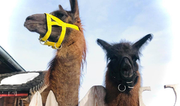lamas.jpg