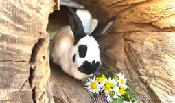 hase-charlotte-3.jpg