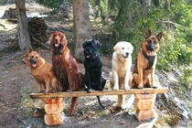wanderhotel-riederhof-wandern-mit-hund.jpg