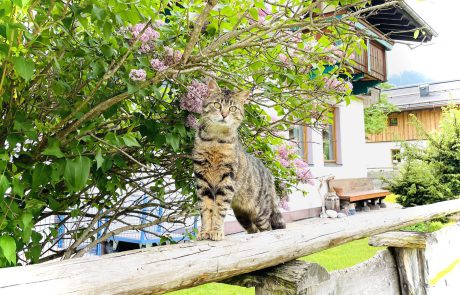 Katzen - Urlaub am Bauernhof Sieglhub Flachau