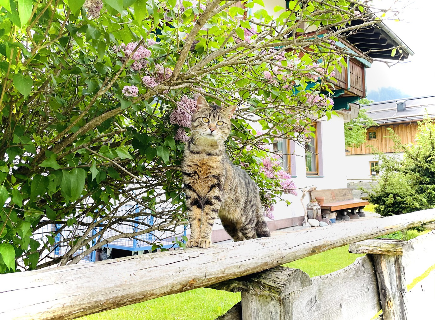 Katzen – Urlaub am Bauernhof Sieglhub Flachau Katzen - Urlaub am Bauernhof Sieglhub Flachau