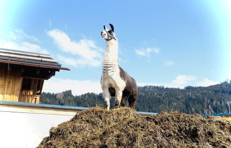 Lama Ponki - Urlaub am Bauernhof Sieglhub Flachau