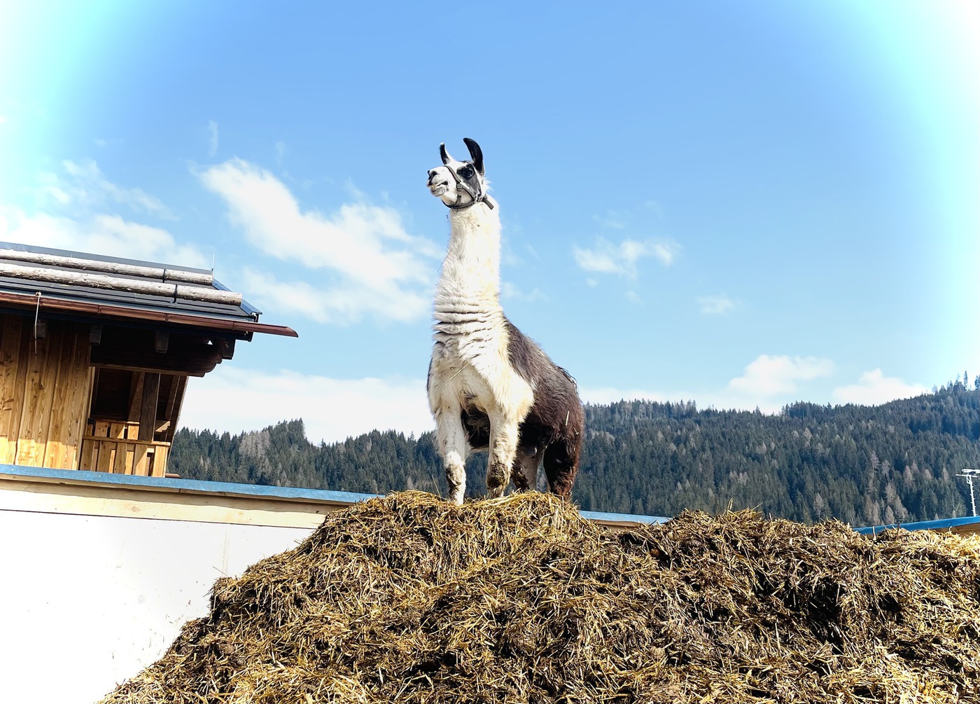 Lama Ponki – Urlaub am Bauernhof Sieglhub Flachau Lama Ponki - Urlaub am Bauernhof Sieglhub Flachau