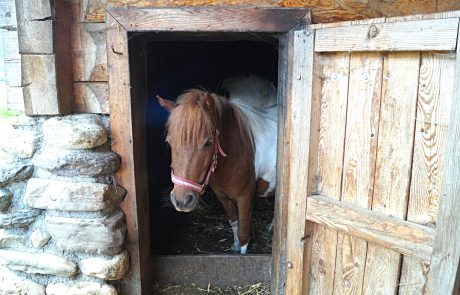 Ponny Betty - Urlaub am Bauernhof Sieglhub Flachau