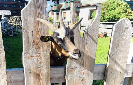 Ziege Leni - Urlaub am Bauernhof Sieglhub Flachau