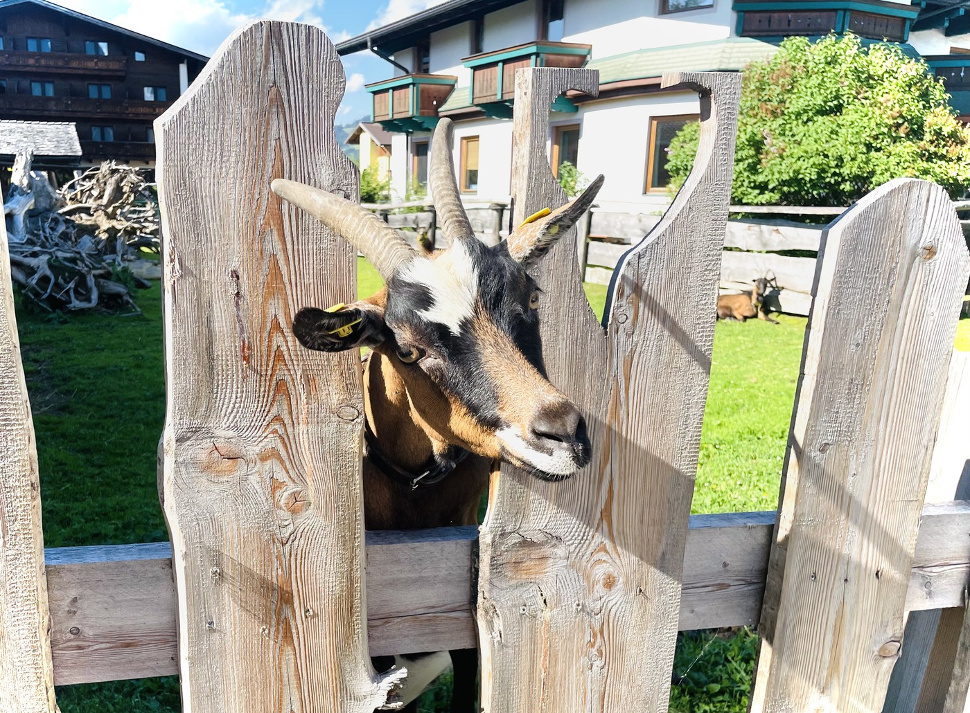 Ziege Leni – Urlaub am Bauernhof Sieglhub Flachau Ziege Leni - Urlaub am Bauernhof Sieglhub Flachau