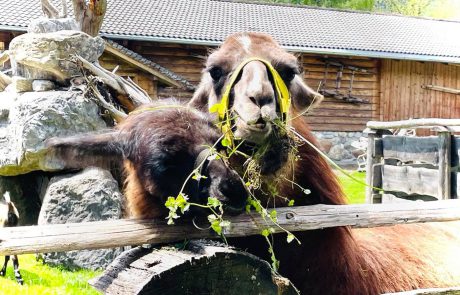 Lamas - Urlaub am Bauernhof Sieglhub Flachau