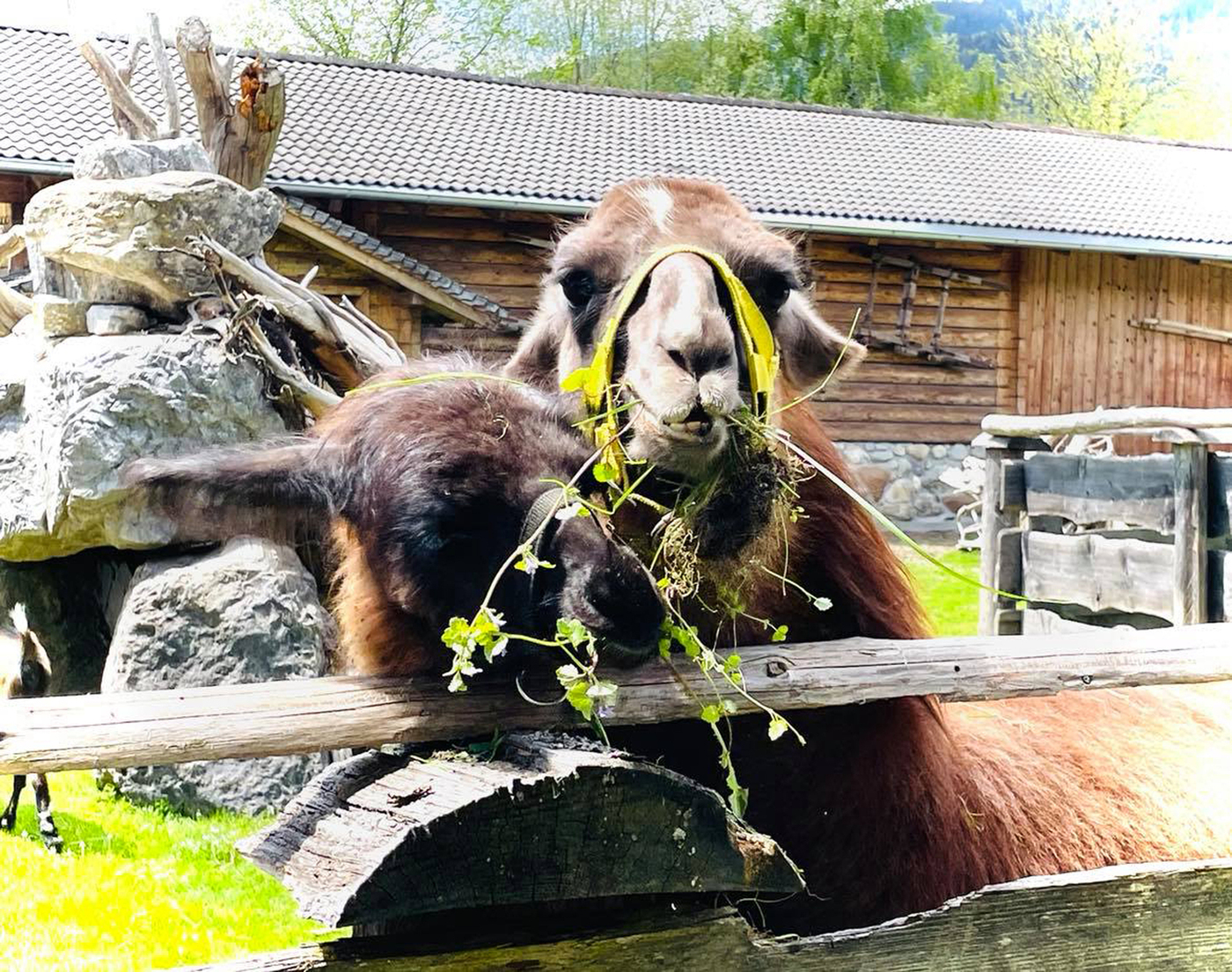 Lamas – Urlaub am Bauernhof Sieglhub Flachau Lamas - Urlaub am Bauernhof Sieglhub Flachau